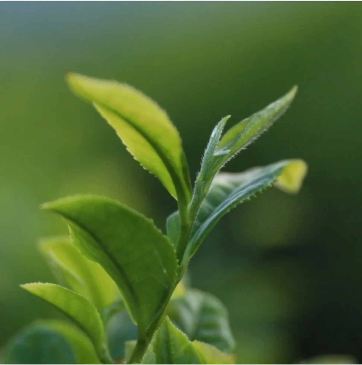 L’importance du choix du cultivar : le secret d’un matcha sans amertume