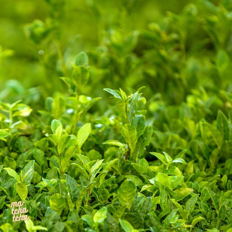 Des feuilles de matcha dans un champ de thé