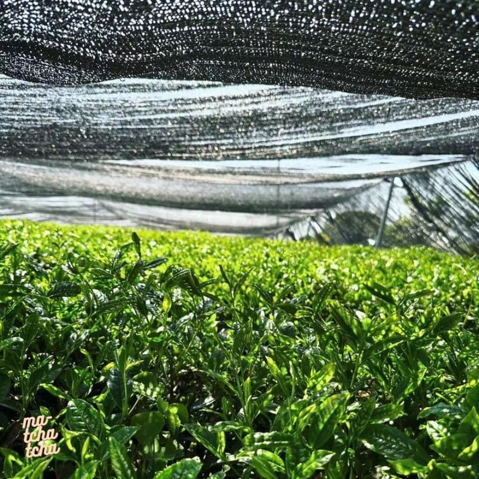 Des feuilles de thé pour faire du matcha dans les champs Ma-TchaTcha