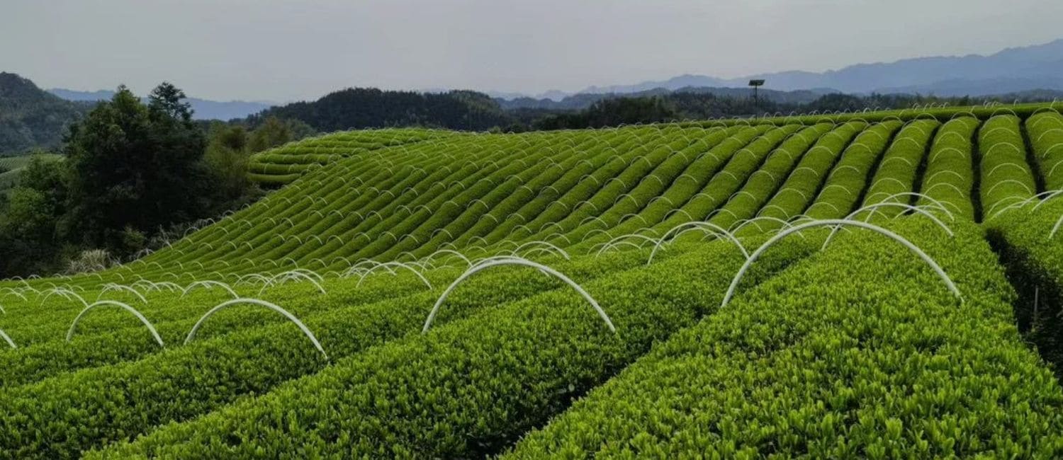 Les champs et les plantations de thé matcha en Chine de la marque Ma-TchaTcha