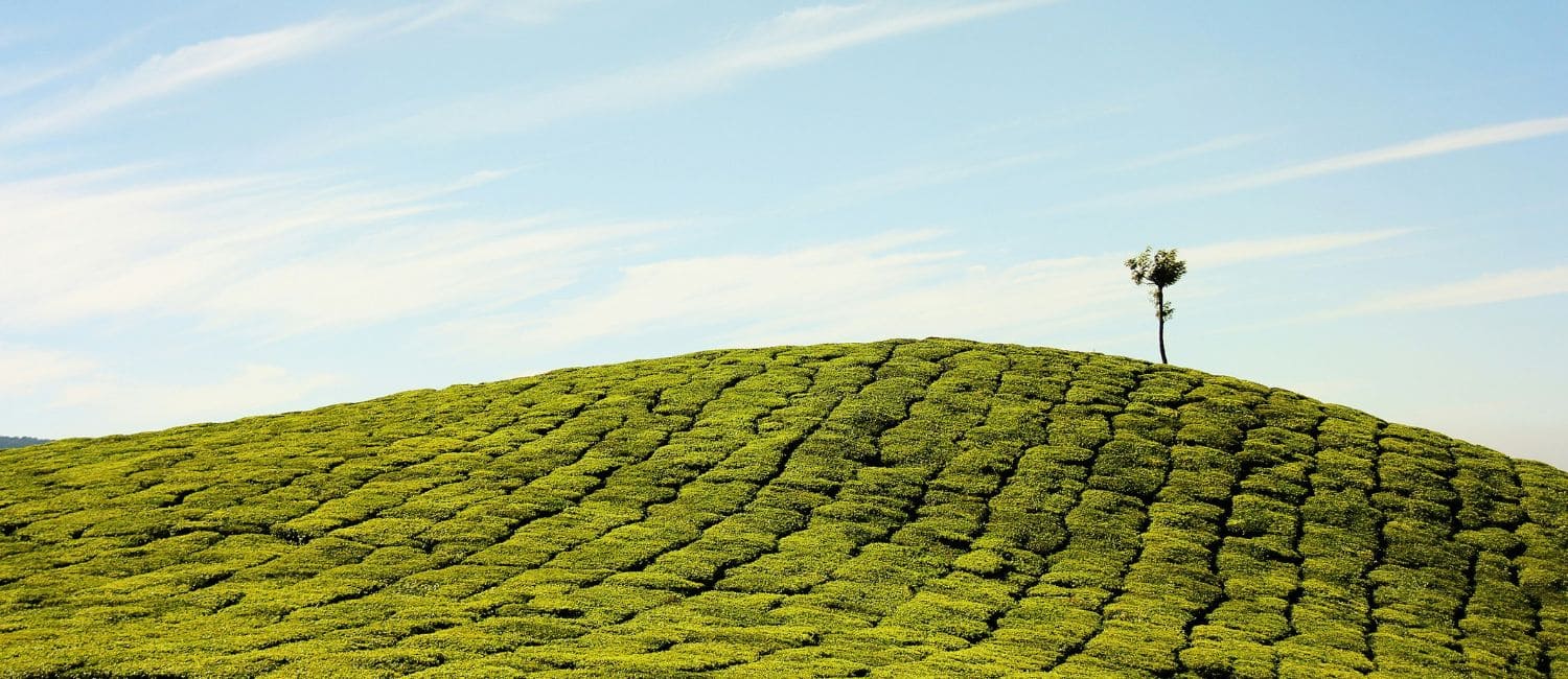 Champ de matcha en forme de colline 